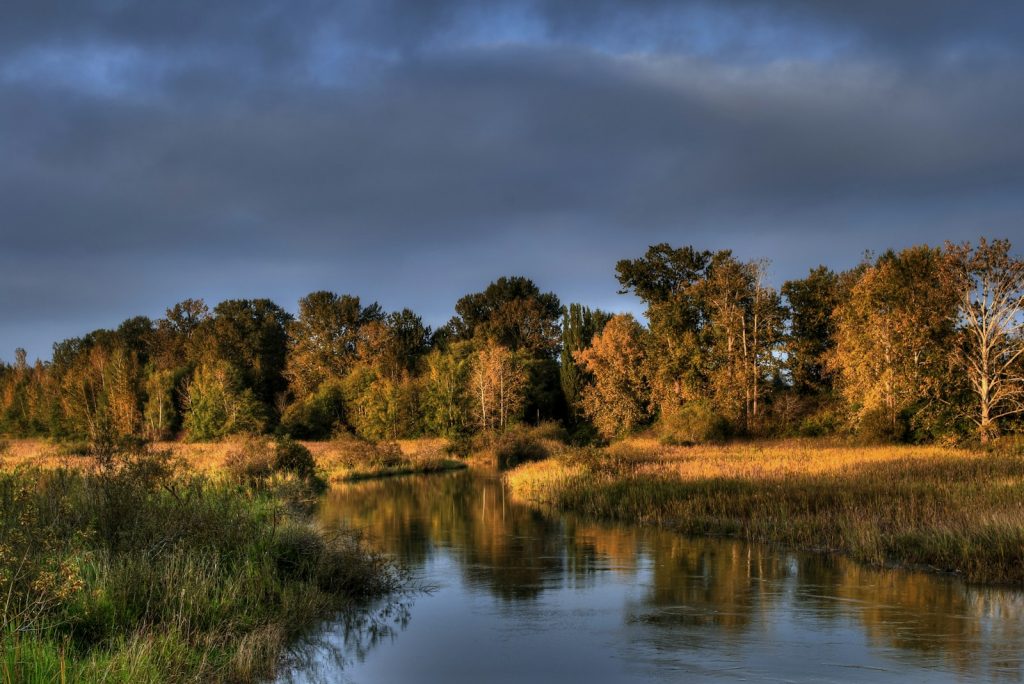 Wetlands and autumn trees in Delta